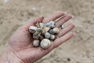 River shells and fine white river sand fall from a woman's hand in nature