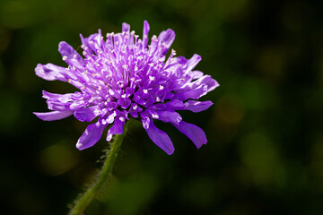 Skabiose - Bienenblume, Insektenblume
