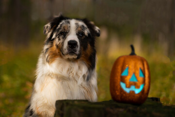 Spotted Australian shepherd dog on the background of the autumn forest with a toy shiny pumpkin, portrait