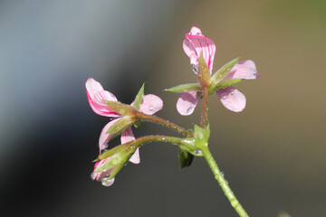 pink flower blossoms