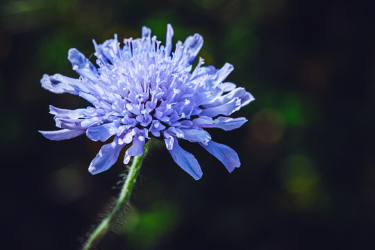 Skabiose - Bienenblume, Insektenblume