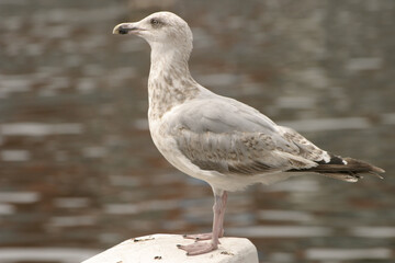 profile of a seagull