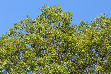Fototapeta premium leaves and sky