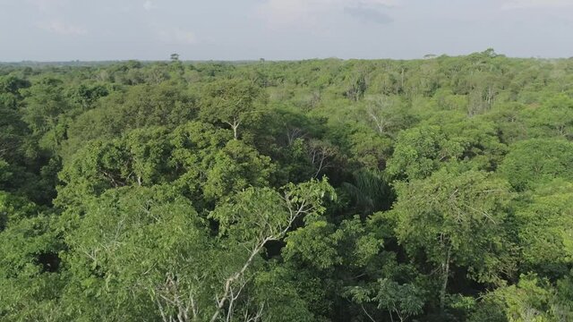 Tree canopy of amazon rainforest aerial view with sky