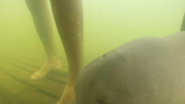 A river dolphin calf playing with joy near a man in an amazonian river