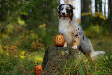 Spotted Australian shepherd dog on the background of the autumn forest with a toy shiny pumpkin, stands with its front paws on a stump