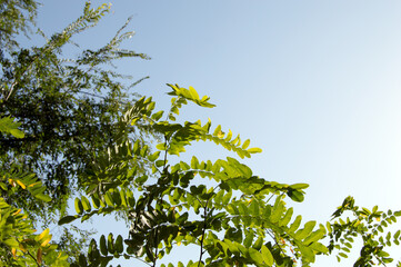 green leaves against blue sky
