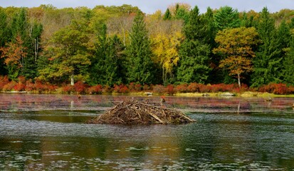 beaver dam © joann 