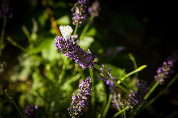 Schmetterling am Lavendel im Sommergarten