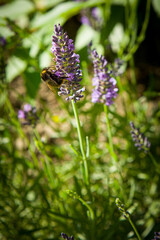 Hummel an Lavendel im Sommergarten