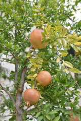 Grenades mûres au jardin