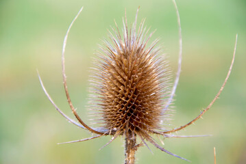 The close up of a thistle blossom