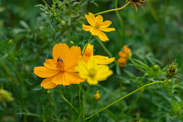 A little bee flew clutching to pollen the yellow brightly colored flowers blooming in the flower fields.