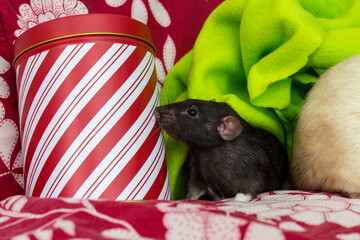 Christmas Pet Rats