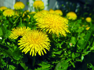 Yellow dandelions