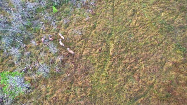 Aerial view of deer in County Donegal - Ireland