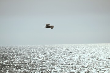 Bird flying on the sea