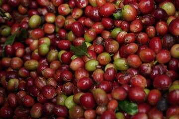 Grano de café Colombiano