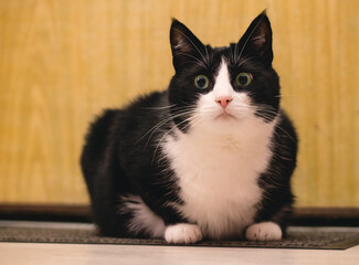A portrait of a cat sitting on the floor and looking at something isolated. Portrait of a black and white cat