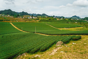 Naklejka premium Terrace green tea fileds in Moc Chau Highland, Son La province, Vietnam.