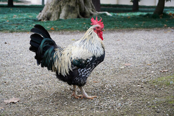 Rooster with red comb in the nature