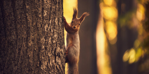 Red-haired cute squirrel gnaws a nut on a tree branch in the autumn forest