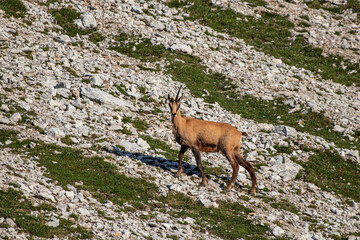 Chamois on rocks, looking towards camera