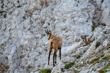 Chamois family in high mountains	