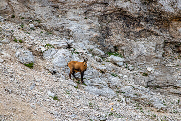 Chamois standing in high mountains	