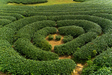 Terrace green tea fileds in Moc Chau Highland, Son La province, Vietnam.