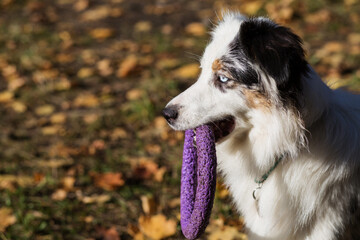  Australian shepherd with puller in autumn forest close up portrait