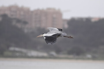 Fototapeta na wymiar Blue heron in flight