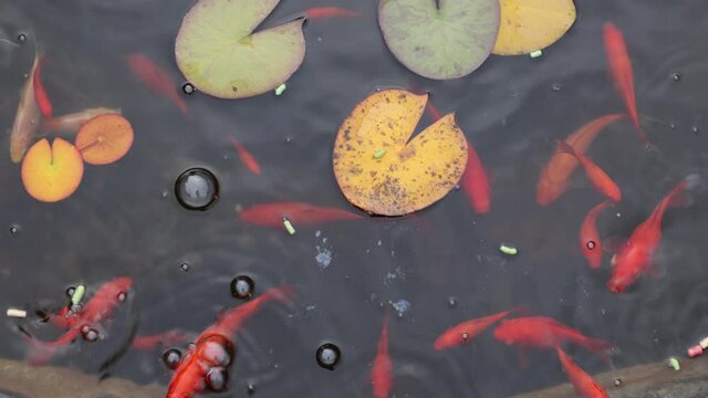 Goldfish in a pond with fish food