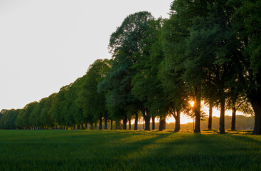 Fototapeta na wymiar Sonnenuntergangslandschaft hinter den Bäumen