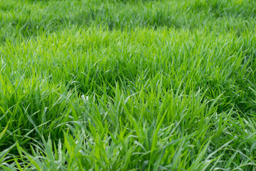 close up of fresh green grass filed background