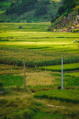 Fototapeta na wymiar Green rice fields and hills, view from Ban Ang lake, Moc Chau, Vietnam.