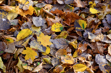 Fallen yellow leaves on the ground. Autumn maple leaf background. Dress warmer, go walking, the weather is cold