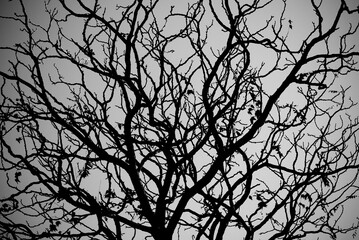 A bare tree without leaves in black and white.