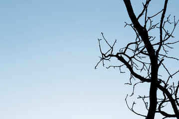 A bare tree without leaves with an empty copy-space for text.
