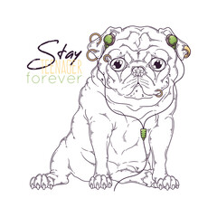 Hand drawn portrait of pug dog in accessories Vector.