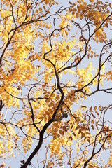 Tree blanches with yellow leaves against the sky. Autumn specifics. Tree blanches with yellow and red leaves.