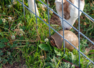A curious goat checks out a common box turtle in a Missouri pasture. The turtle found himself unable to get through the wire panel gate but was unharmed.