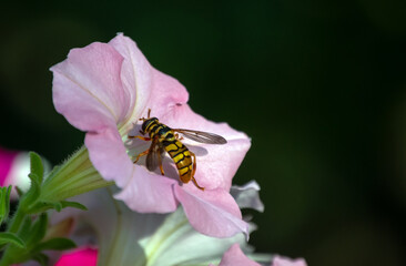 With a nice dark bokeh background, this Virginia Flower Fly and defocused petnuia flower makes a...