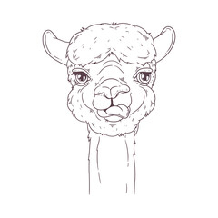 Hand drawn portrait of cute alpaca Vector.