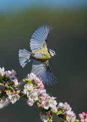 Eurasian Blue Tit (Cyanistes caeruleus) flying in blooming apple tree, Hesse, Germany