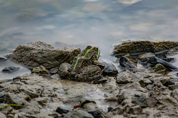 Colorful green frog with expressive eyes, sitting among rocks and vegetation. Inhabitant of rivers and swamps with blooming water and plants. Bubble amphibian animal