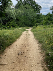 forest road trees deciduous summer