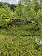 forest landscape trees deciduous summer