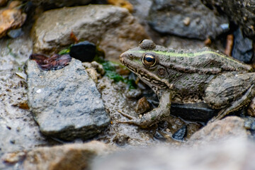 Colorful green frog with expressive eyes, sitting among rocks and vegetation. Inhabitant of rivers and swamps with blooming water and plants. Bubble amphibian animal