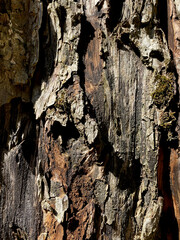 texture tree macro nature